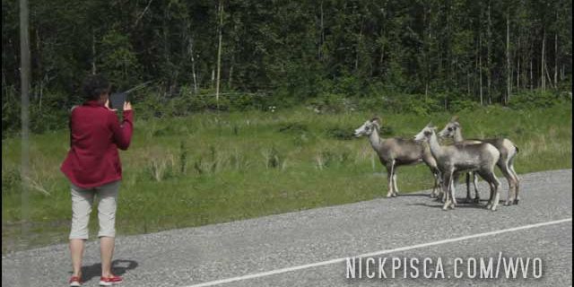 Animals on the Alaska Highway!