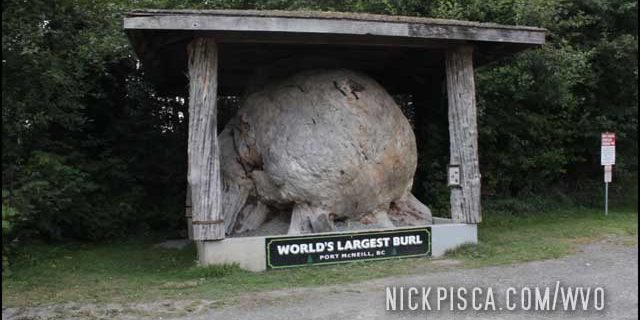World’s Largest Burl in Port McNeill